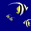 bannerfish.gif